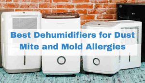Best Dehumidifiers for Dust Mites and Mold Allergies