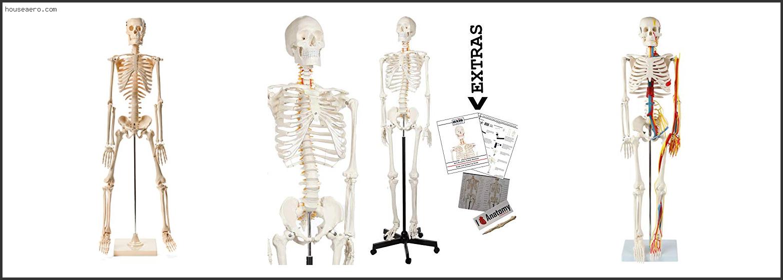 Best Human Skeleton Model For 2022